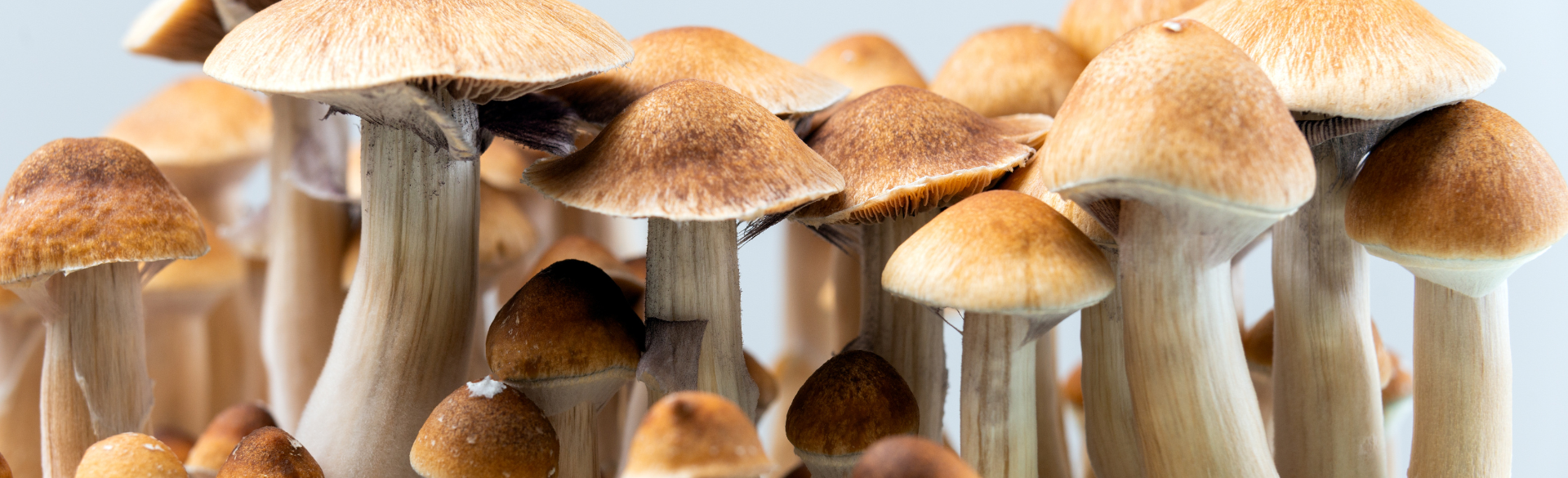 Photos Of Magic Mushrooms
