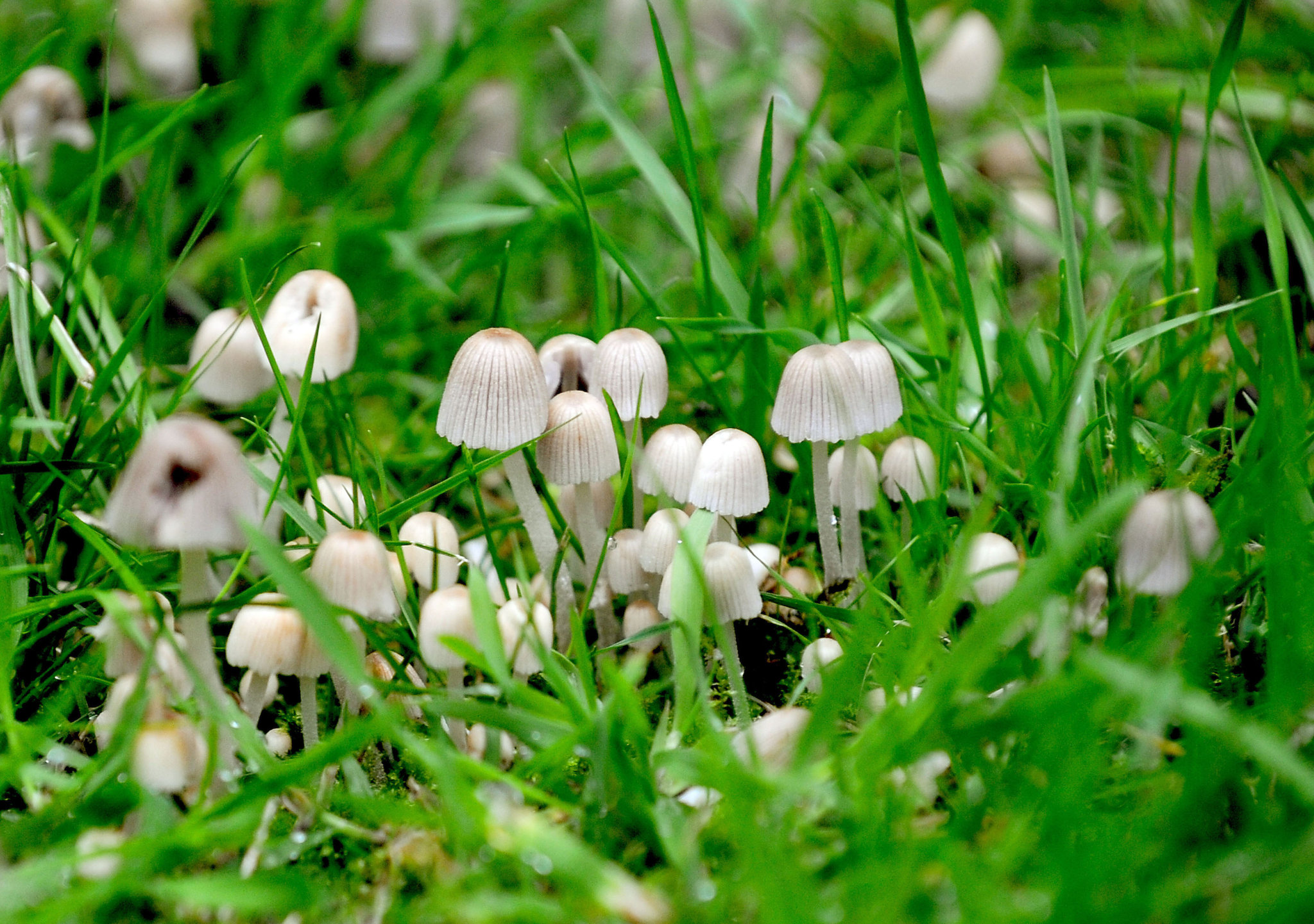 Pictures Of Magic Mushrooms