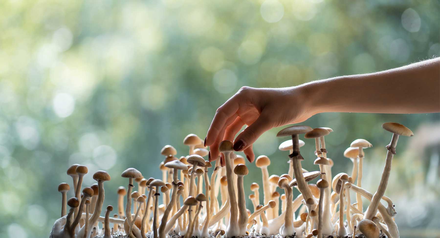 Side Effects From Magic Mushrooms