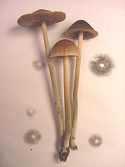 Spore Magic Mushrooms