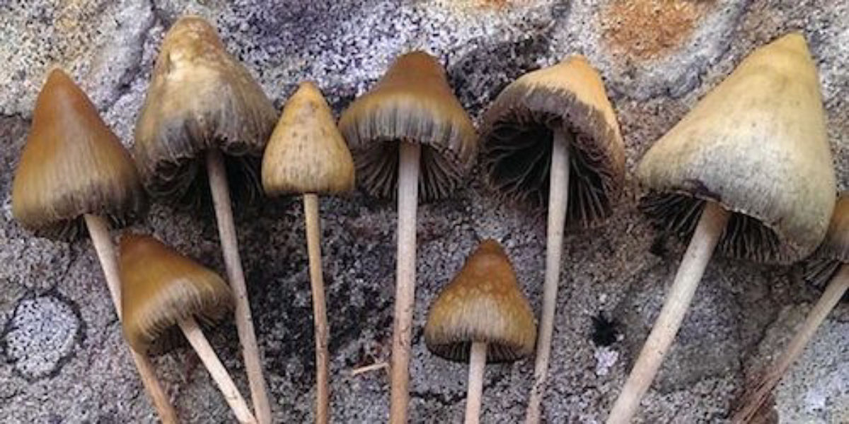 The Magic Mushroom