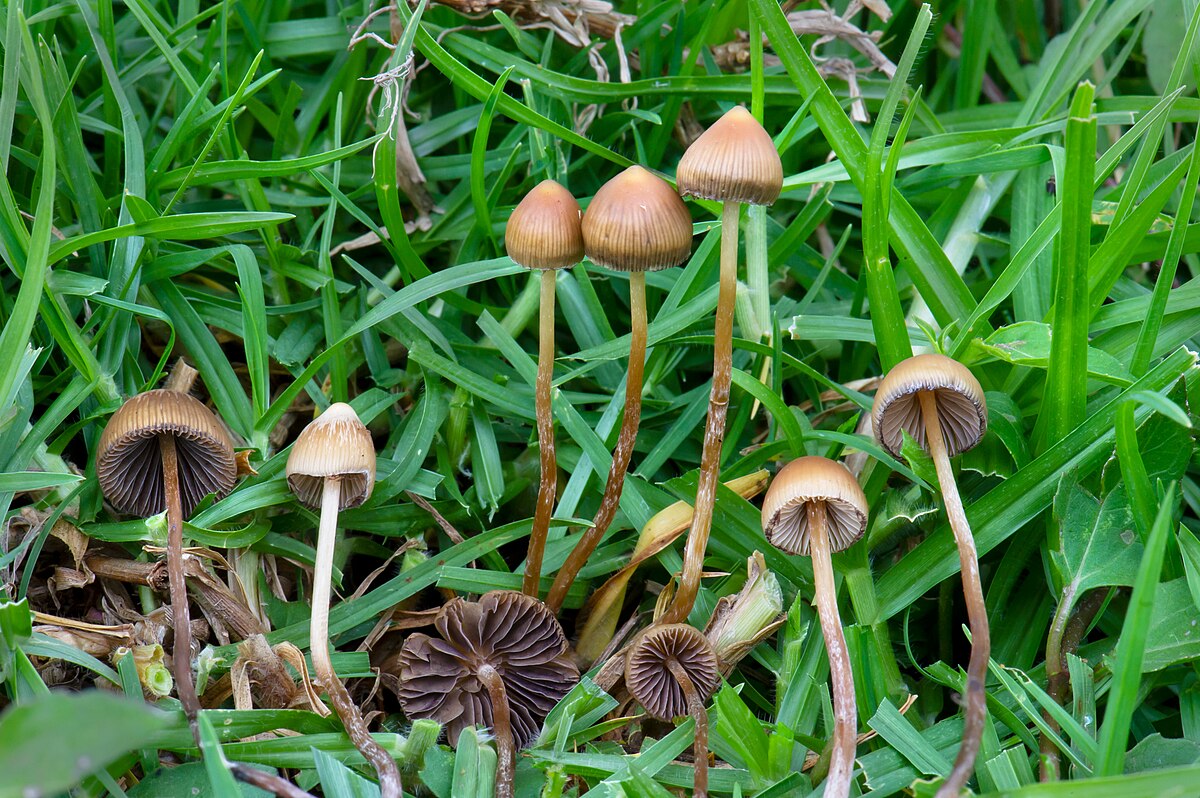Types Magic Mushrooms