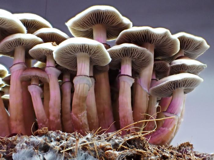 Varieties Of Magic Mushrooms