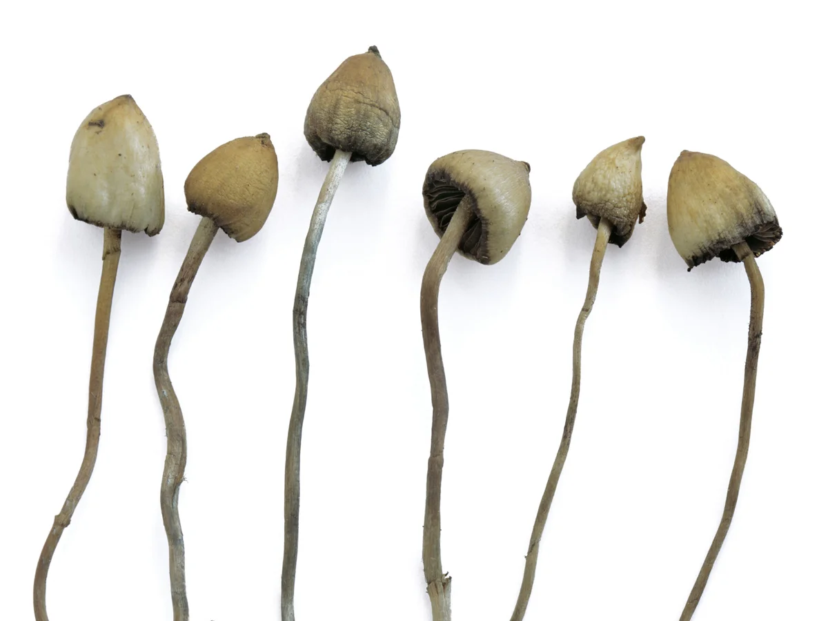 What Are Magic Mushrooms