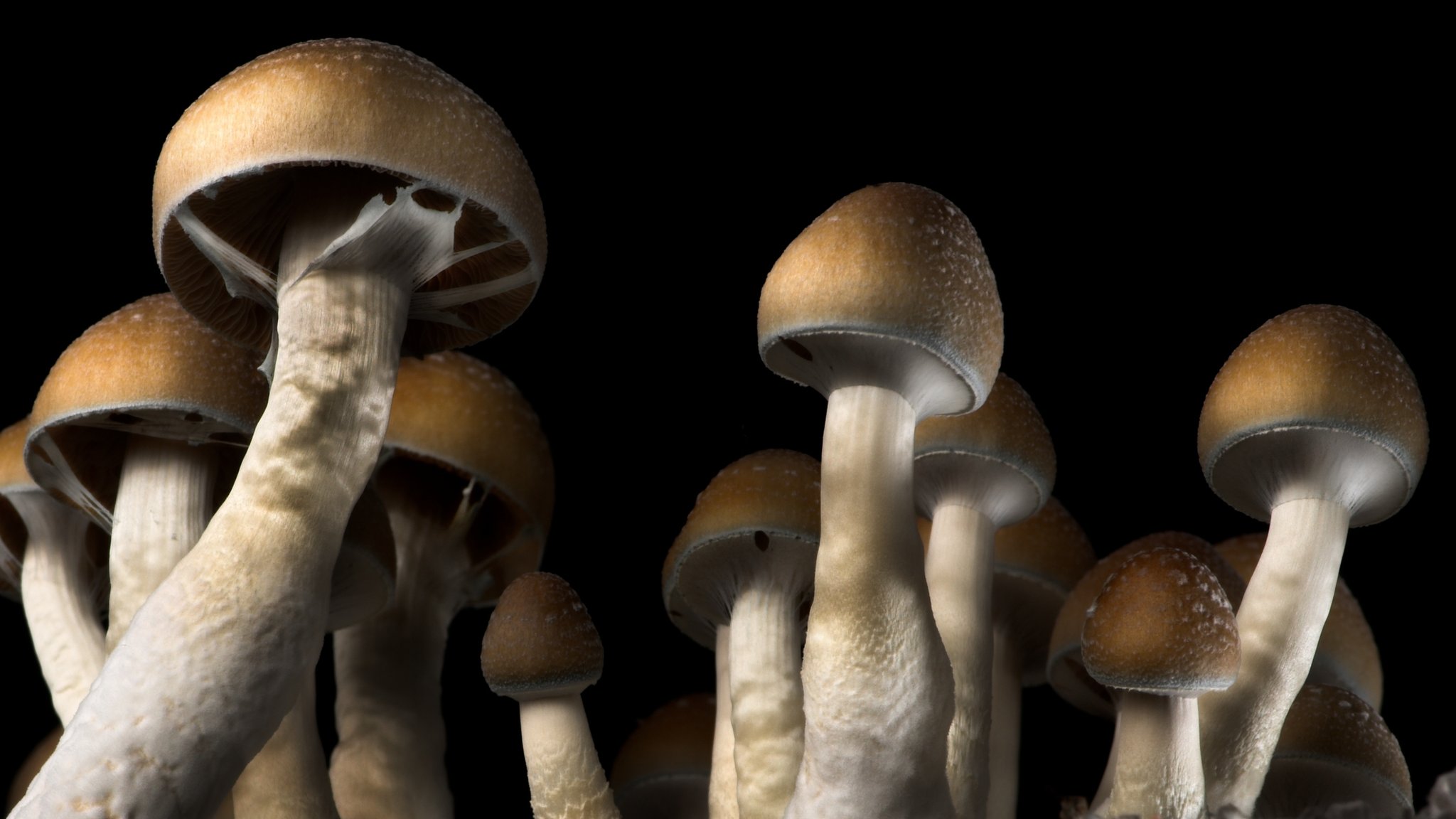 What Do Magic Mushrooms Look Like
