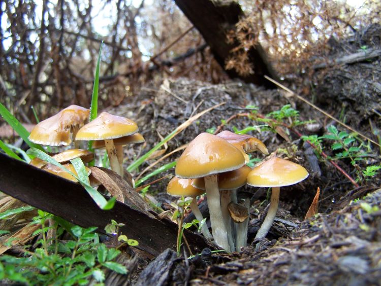 What Does A Magic Mushroom Look Like
