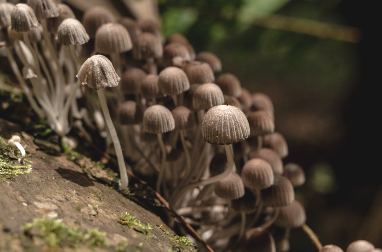 What Is Magical Mushroom