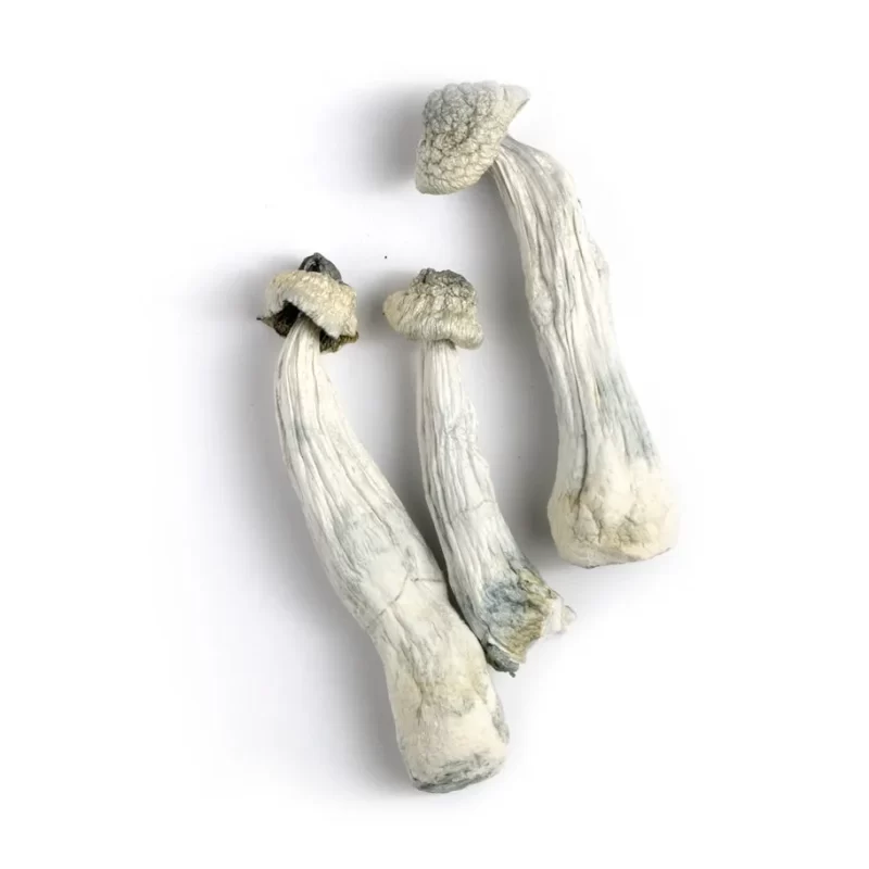 Albino Penis Envy
