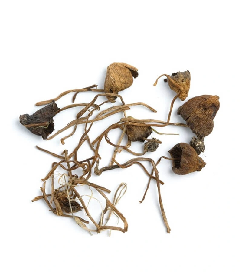 Liberty Cap Mushrooms
